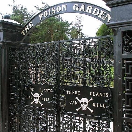 the poison garden of Alnwick Castle!!